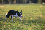Border Collie