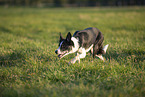 Border Collie