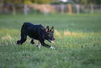 Border Collie