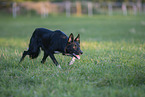 Border Collie