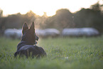 Border Collie herding sheep