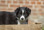 Border Collie puppy