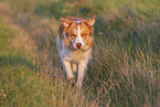 adult Border Collie