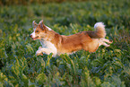 adult Border Collie