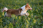 adult Border Collie