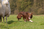 Border Collie at work