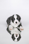 Border Collie Puppy