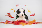Border Collie Puppy