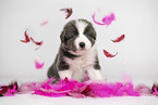 Border Collie Puppy