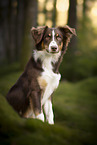 male Border Collie