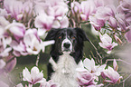 female Border Collie