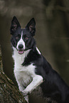 black-white Border Collie