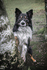 male Border Collie