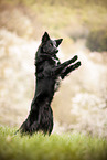 male Border Collie