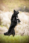 male Border Collie