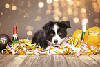 Border Collie Puppy