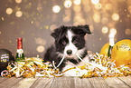 Border Collie Puppy