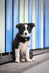 Border Collie Puppy