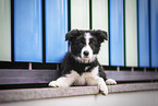 Border Collie Puppy