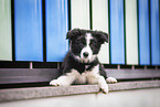 Border Collie Puppy