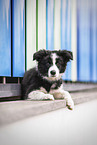 Border Collie Puppy