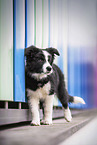 Border Collie Puppy
