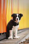 Border Collie Puppy