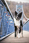 female Border Collie