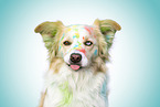 red-white Border Collie
