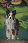 female Border Collie