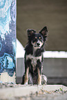female Border Collie