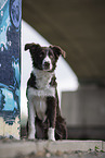 female Border Collie