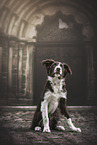 female Border Collie