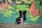 female Border Collie