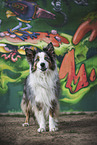 female Border Collie