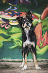 female Border Collie