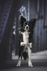 female Border Collie