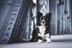 female Border Collie