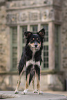 female Border Collie