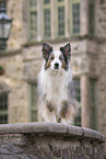 female Border Collie