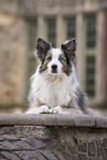 female Border Collie