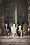 3 Border Collies