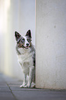 male Border Collie