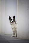 male Border Collie