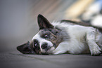 male Border Collie
