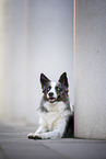 male Border Collie