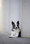 male Border Collie