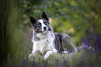 male Border Collie