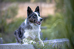 male Border Collie