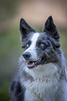 male Border Collie